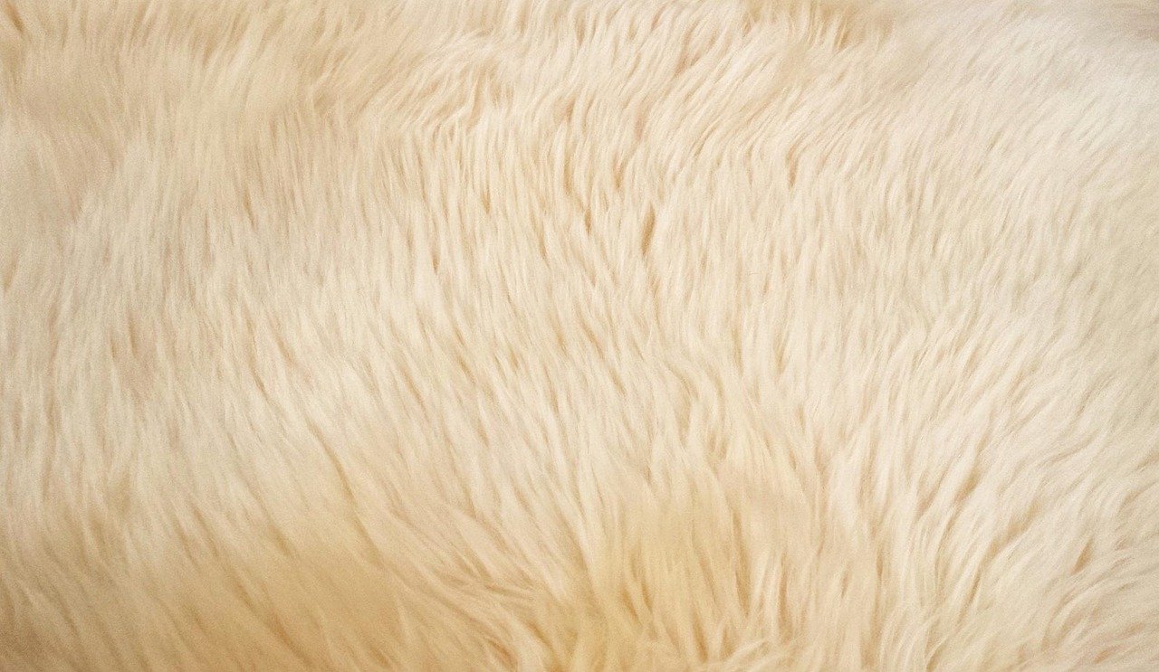 goat hair, fur, animal, texture, nature, carpet, brown texture, brown hair, carpet, carpet, carpet, carpet, carpet