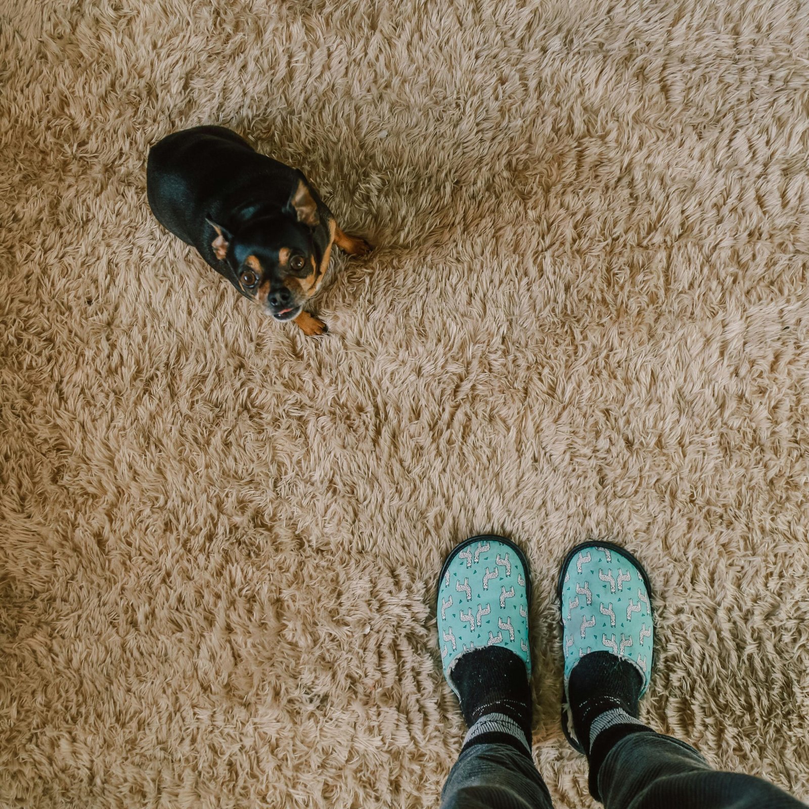 A cute Chihuahua looking up at a person in colorful slippers standing on a plush carpet.